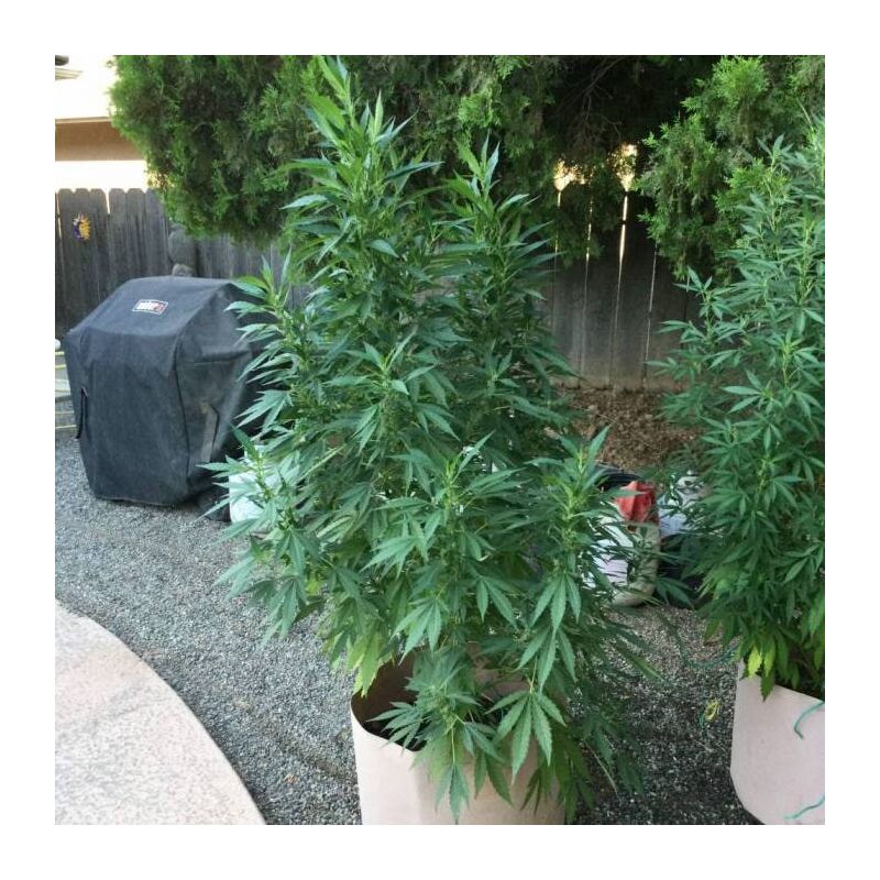 Bigfoot Glue, Фасовка: 3, изображение 5